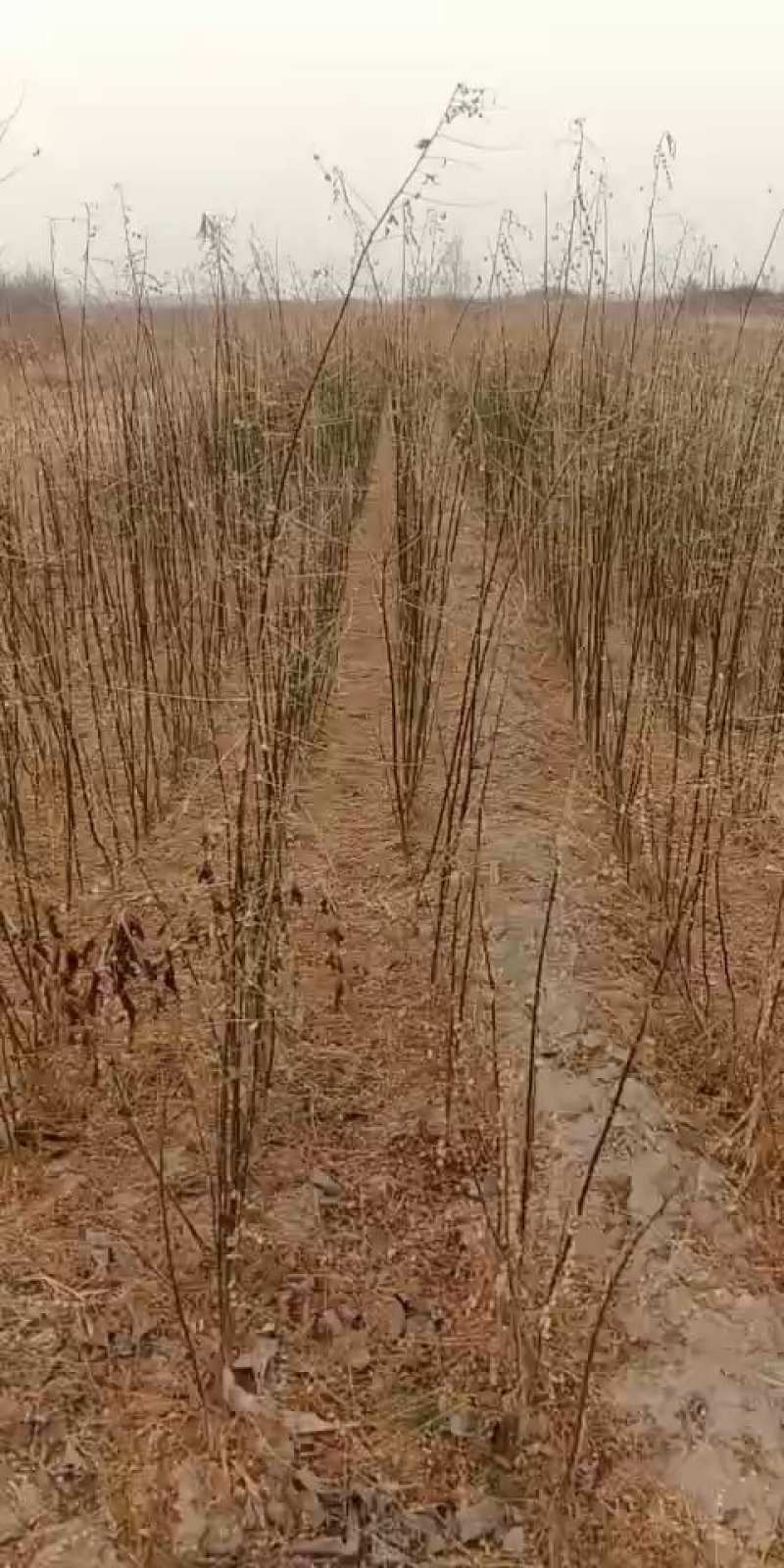 【国槐苗】一年生小苗，自有种植基地现挖先发，包邮发货