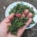 2023年新鲜野菜枸蒲穂预售支持一件代发