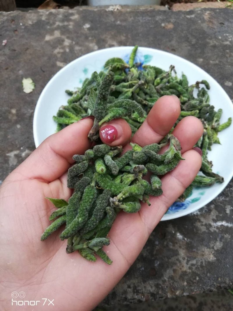 2023年新鲜野菜枸蒲穂预售支持一件代发