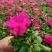 牵牛花。