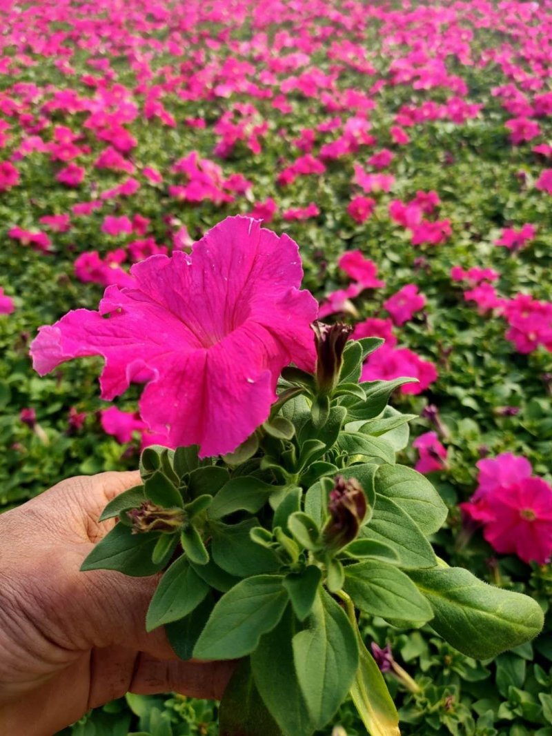 牵牛花。