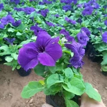 牵牛花。