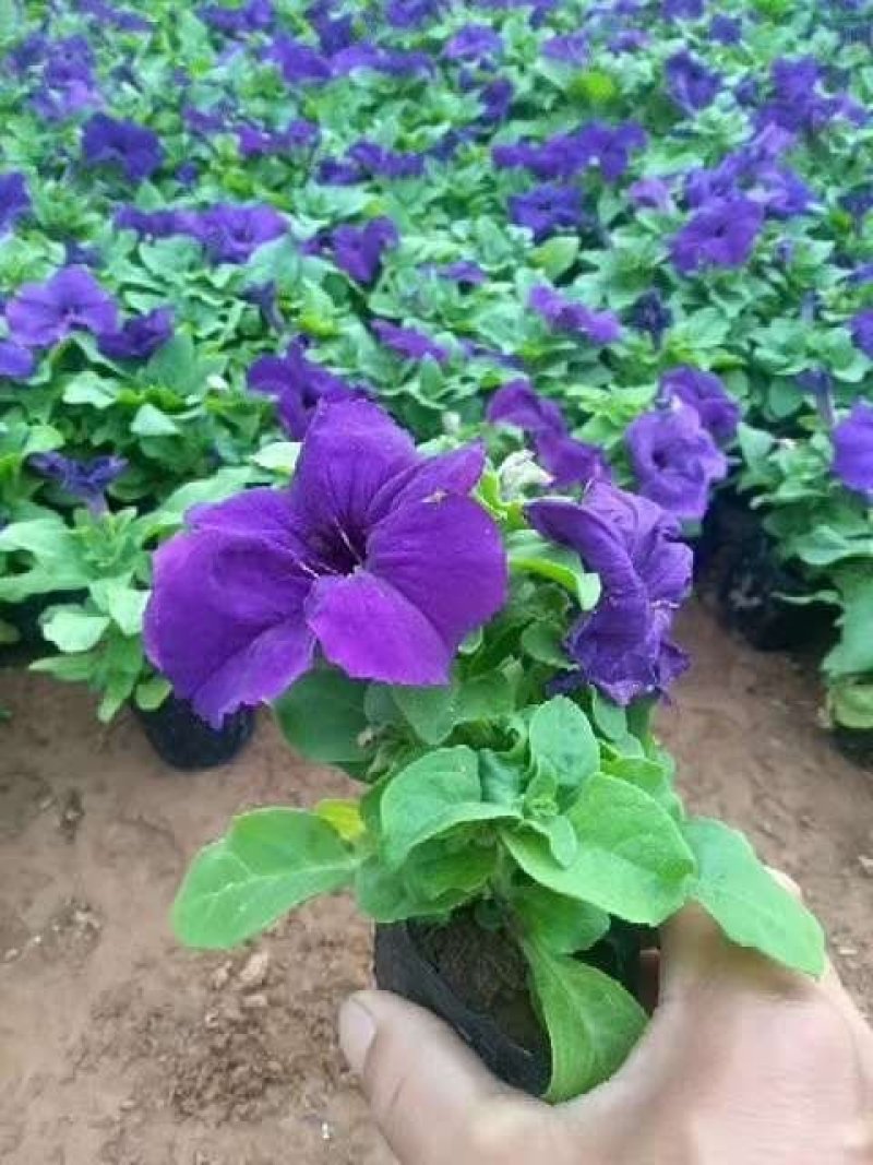 牵牛花。