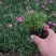 牵牛花。