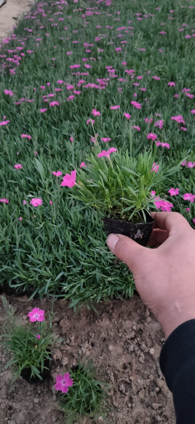 牵牛花。