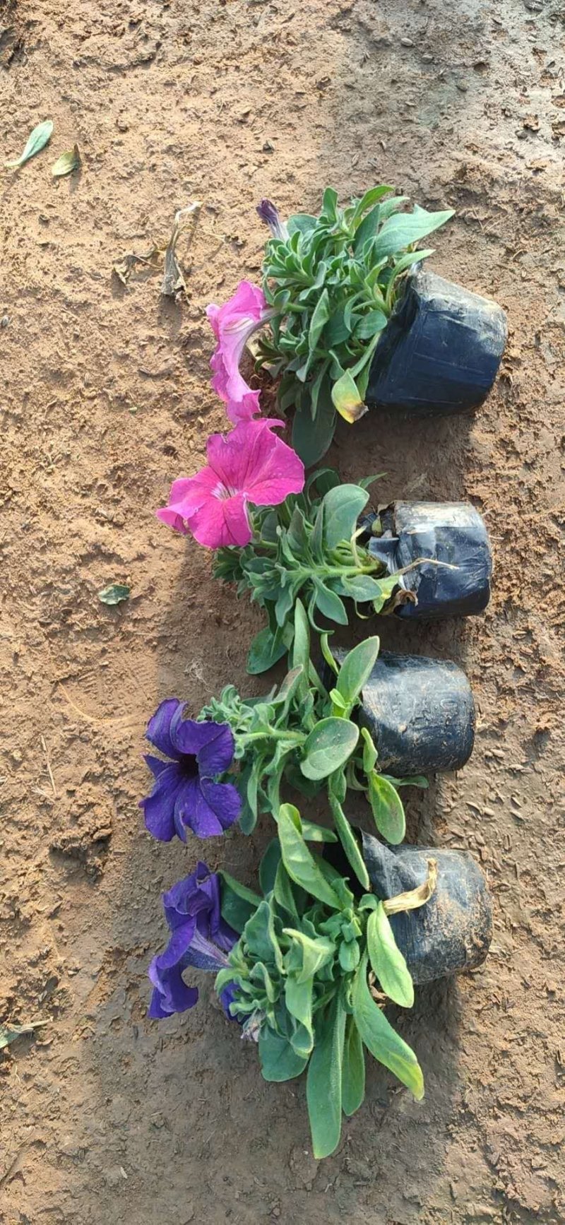 牵牛花。