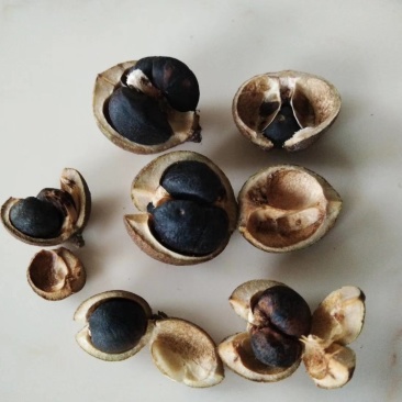 油茶籽
