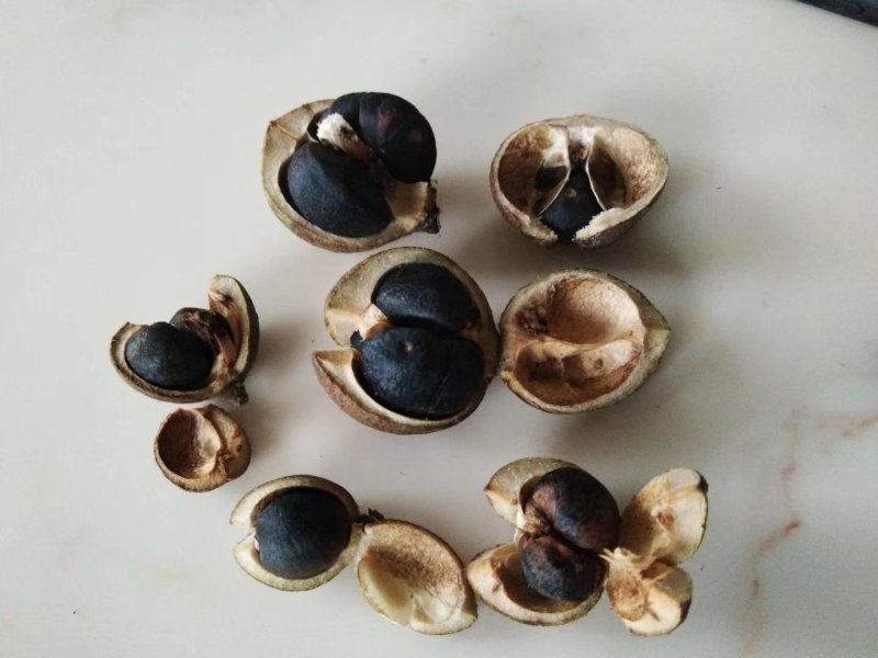 油茶籽