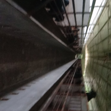本地黑山羊以及波尔，努比亚黑山羊