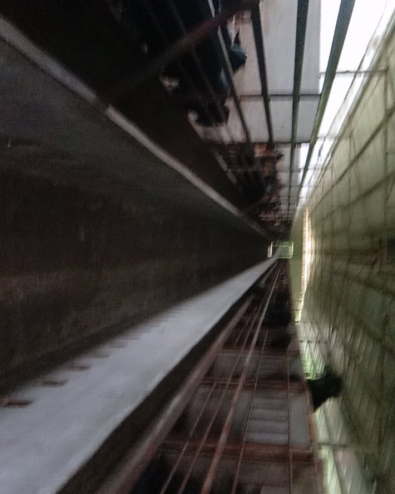 本地黑山羊以及波尔，努比亚黑山羊