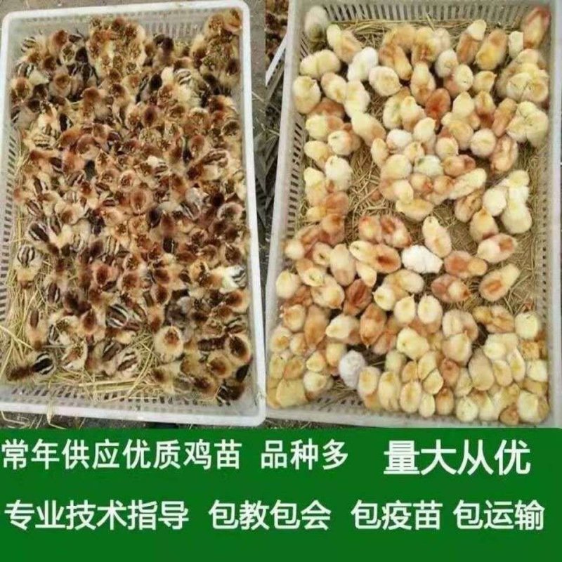 鸡苗活体三黄鸡苗母鸡苗黄脚土鸡苗小鸡苗鸡仔鸡雏