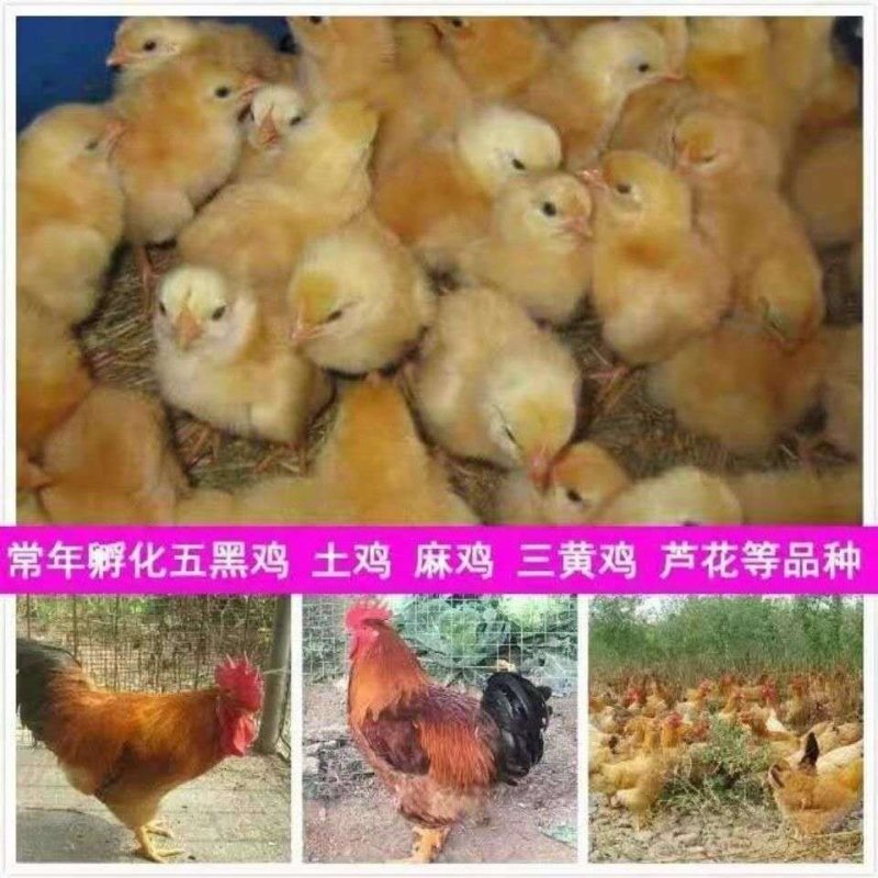 鸡苗活体三黄鸡苗母鸡苗黄脚土鸡苗小鸡苗鸡仔鸡雏