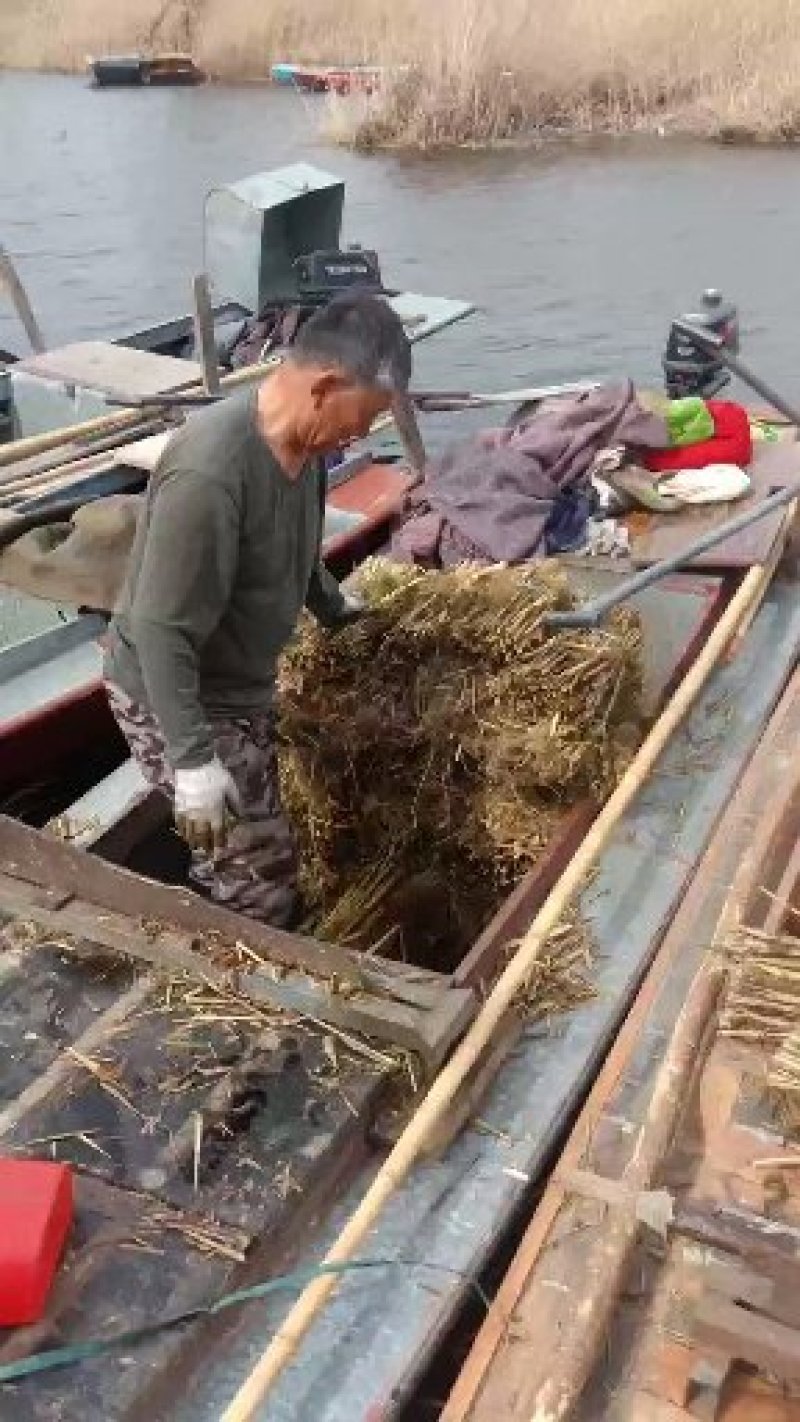芦苇苗颈生多年生水生植物，挺水植物，绿化苗木，河道用苗