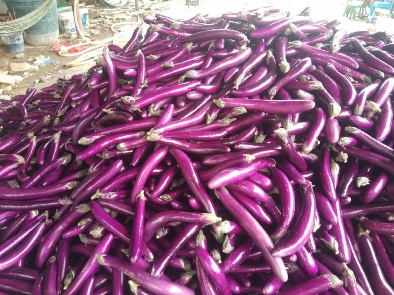 紫红长茄