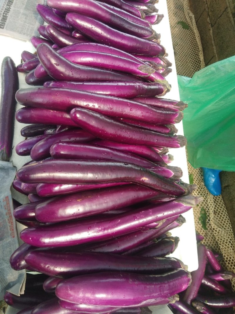 紫红长茄