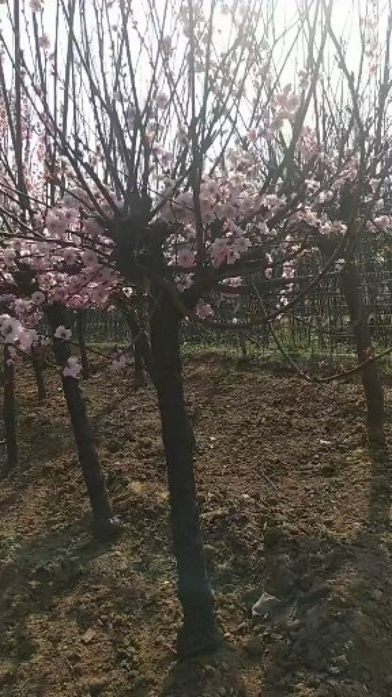 美人梅1年生美人梅树苗美人梅苗价格，规格齐全