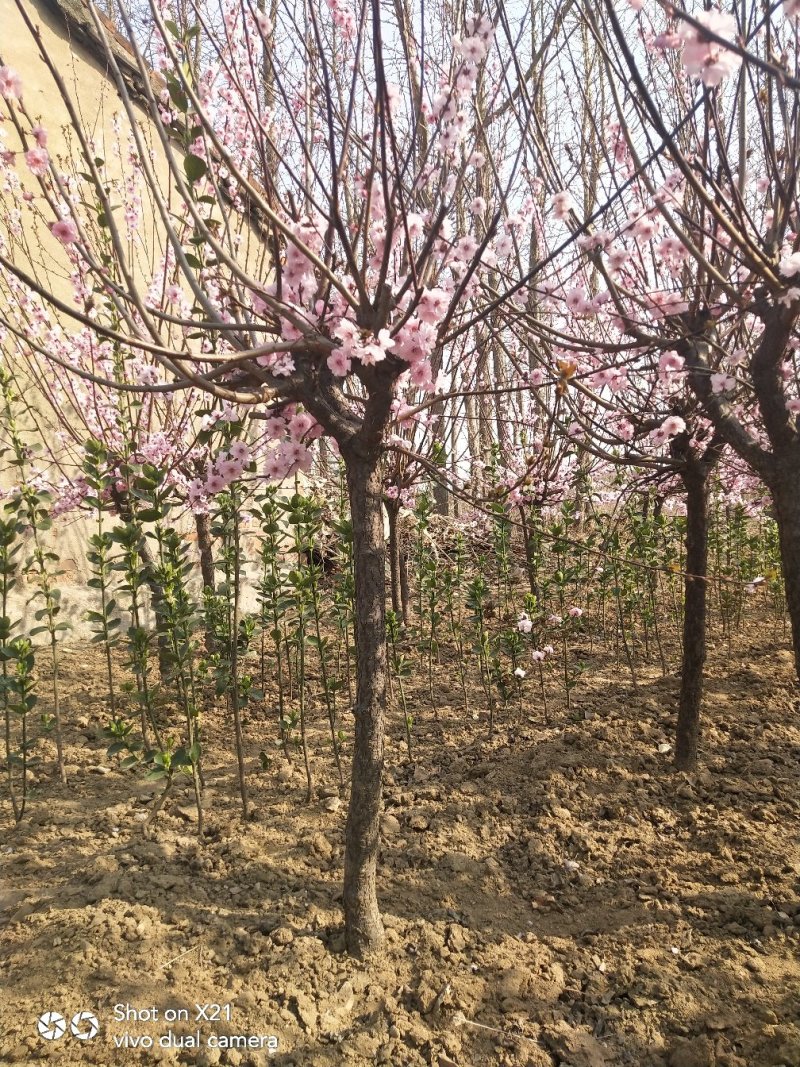 美人梅1年生美人梅树苗美人梅苗价格，规格齐全