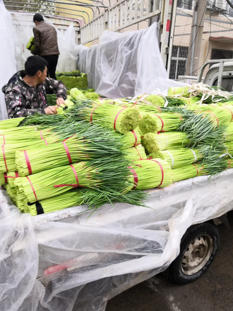 河南蒜薹，红冒蒜薹精品分把，可加冰上车，精品大量发售