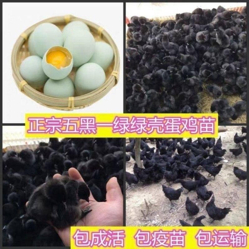 五黑鸡活体高产绿壳蛋鸡幼苗五黑一绿鸡绿蛋壳鸡幼崽