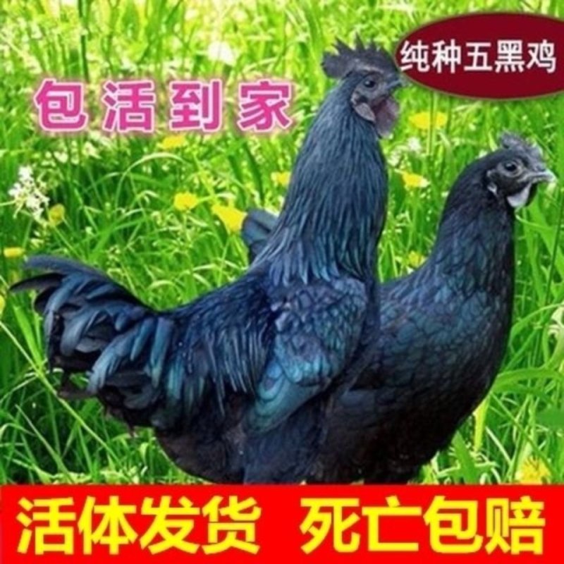 五黑鸡活体高产绿壳蛋鸡幼苗五黑一绿鸡绿蛋壳鸡幼崽