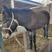 驴骡300~400kg骡子肉驴育肥驴苗繁殖驴骡