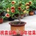 寿桃苗矮化桃树苗盆栽地栽当年结果大中华观赏桃花四季南北方