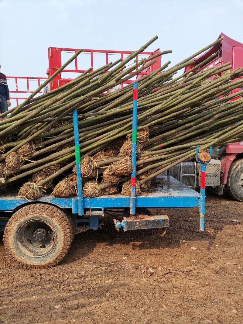 自己家的香樟树供应1到15公分，杜英树（樟树）