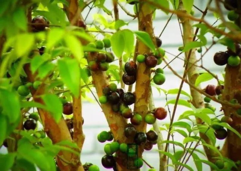 四季嘉宝果苗树葡萄苗一年四季开花结果