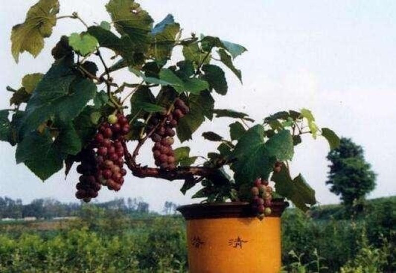 四季嘉宝果苗树葡萄苗一年四季开花结果