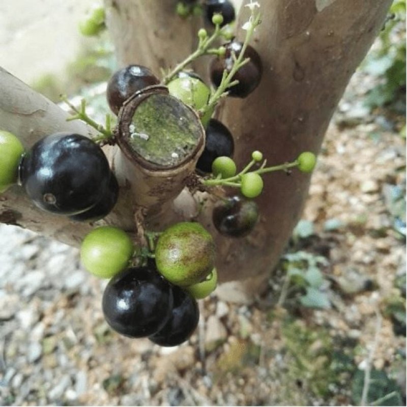 四季嘉宝果苗树葡萄苗一年四季开花结果