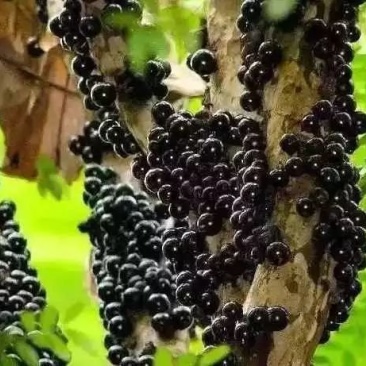 四季嘉宝果苗树葡萄苗一年四季开花结果