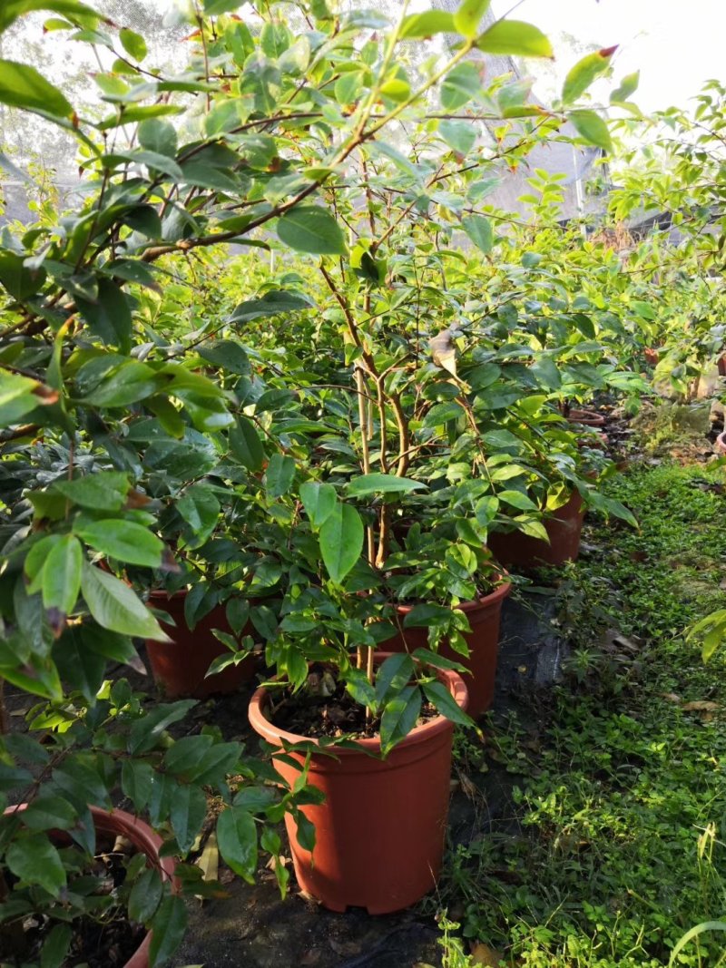 四季嘉宝果苗树葡萄苗一年四季开花结果