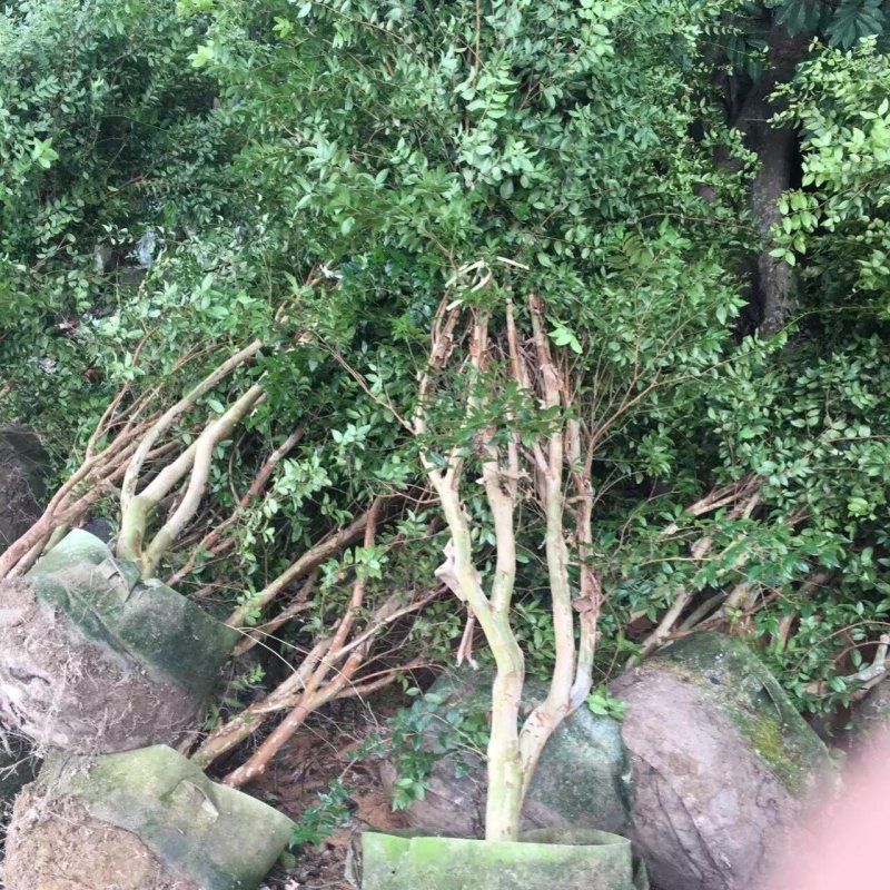 四季嘉宝果苗树葡萄苗一年四季开花结果