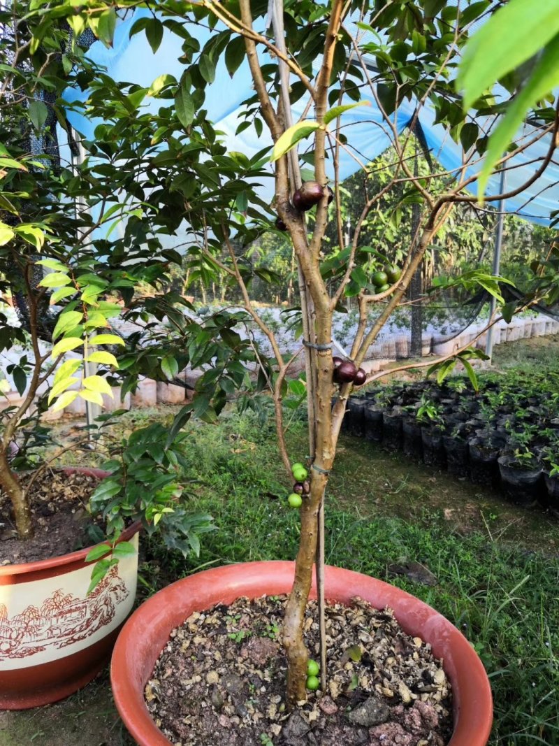 四季嘉宝果苗树葡萄苗一年四季开花结果