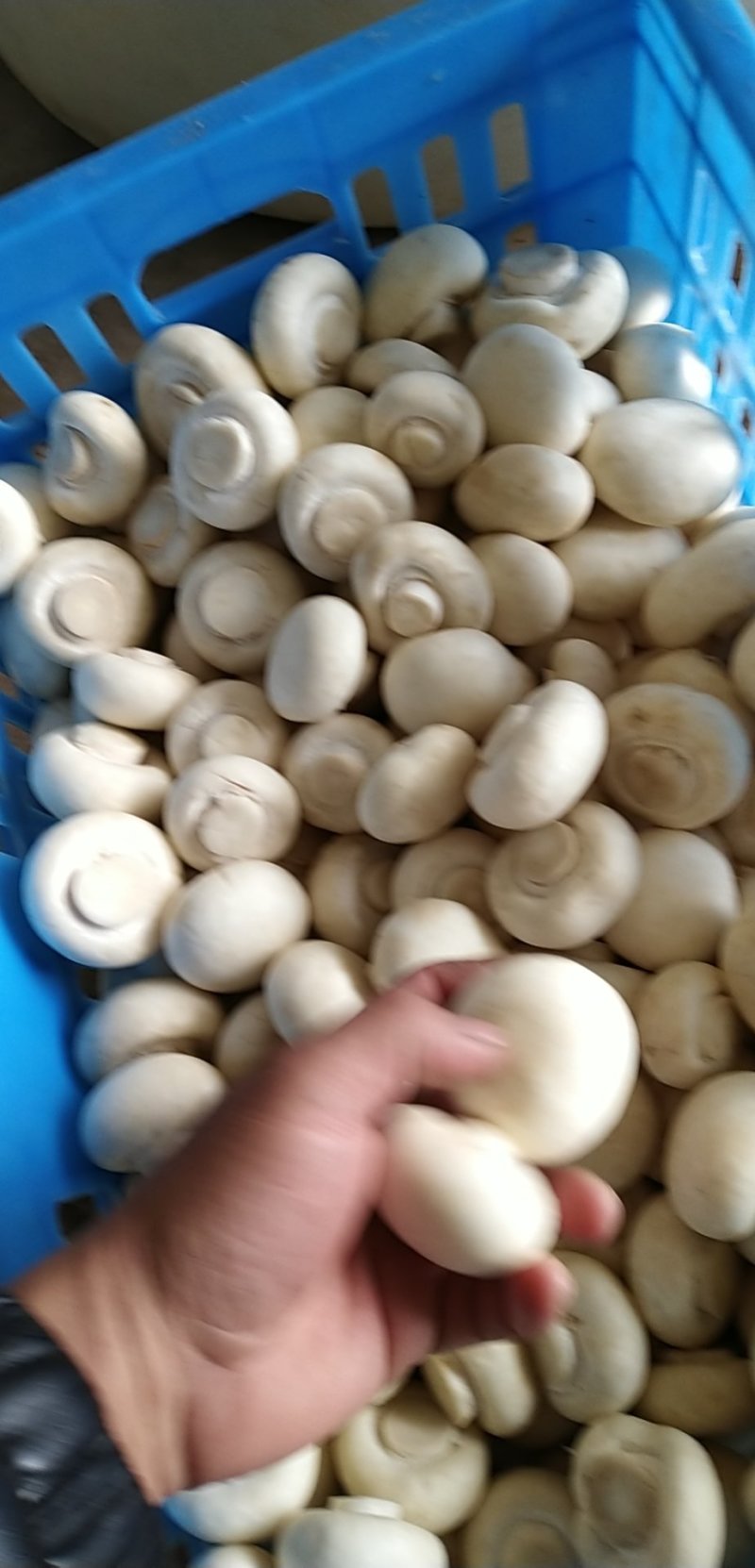 口蘑干整菇无开伞一级