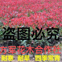 红叶石楠规格齐全提供发票报销