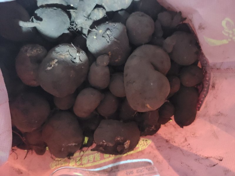 三叶青新鲜货500g金线吊葫芦广西山里采摘白肉干货石老鼠