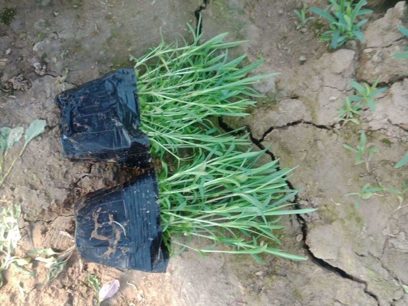 600亩欧石竹基地大量出售价格便宜有数量有质量