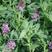 紫花苜蓿牧草种子多年生牧草品种高蛋牧草耐寒性强南北方均可