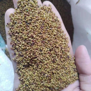 紫花苜蓿牧草种子多年生牧草品种高蛋牧草耐寒性强南北方均可