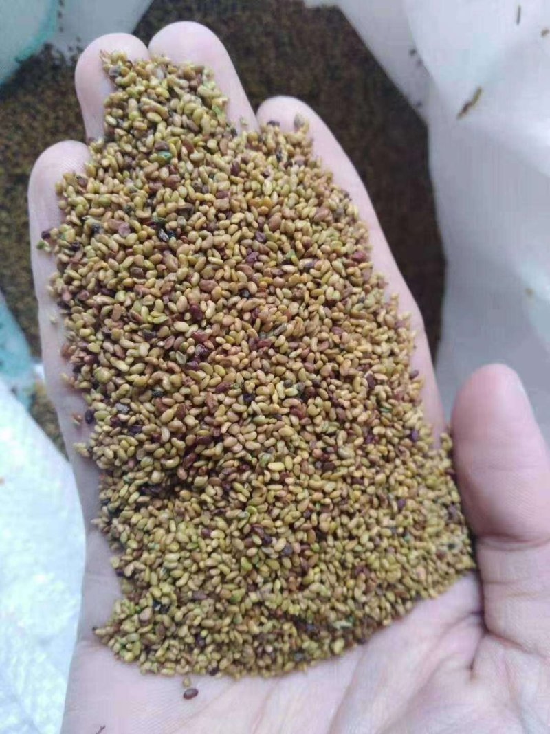 紫花苜蓿牧草种子多年生牧草品种高蛋牧草耐寒性强南北方均可