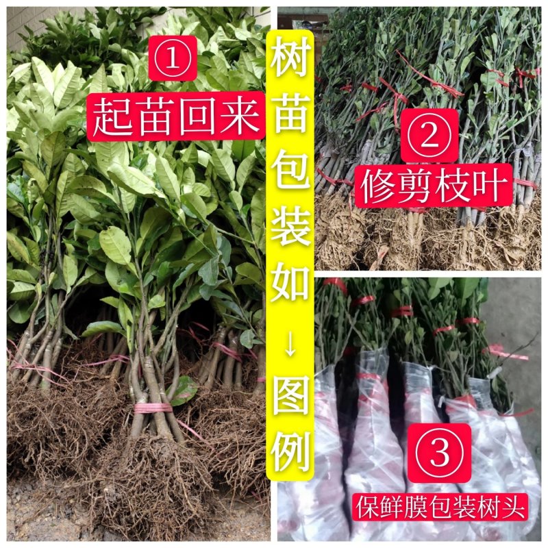 一年内橘红苗量大优惠品质保证