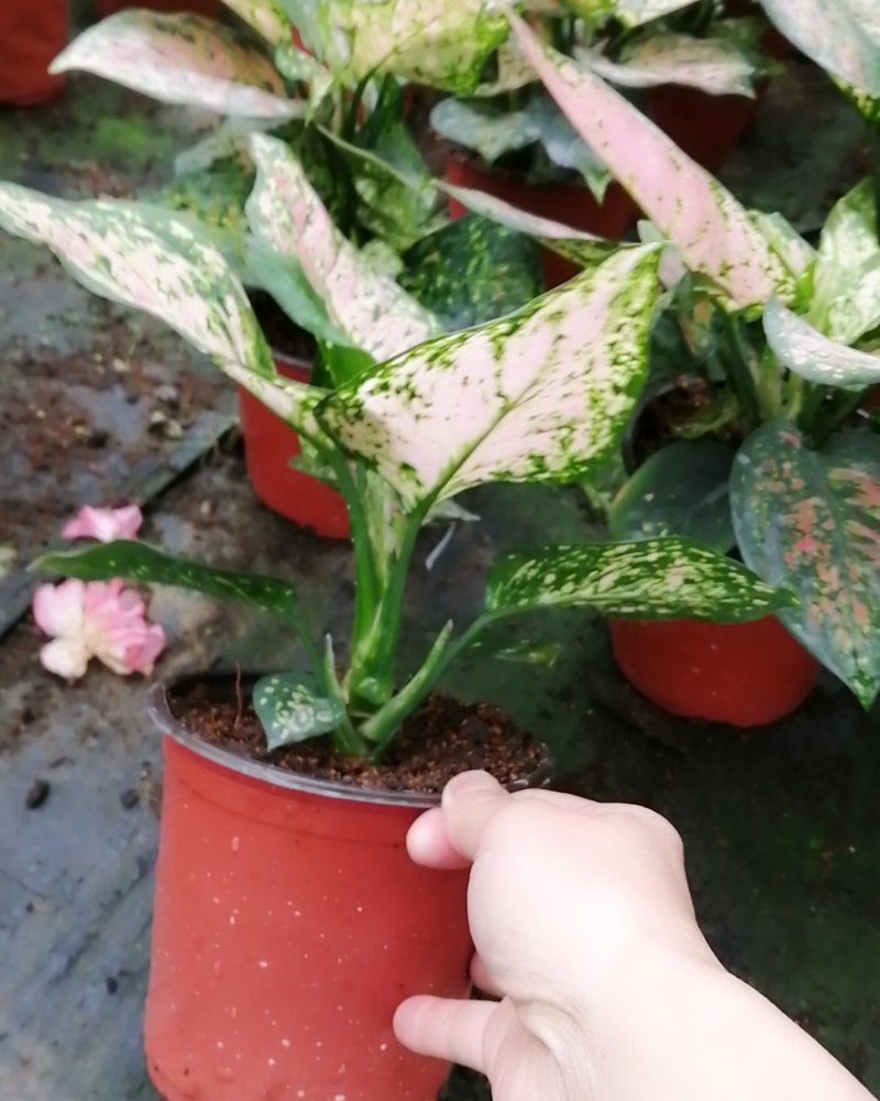 如意彩皇后盆栽观叶花室内外办公四季好养粗肋草吉利红绿植物