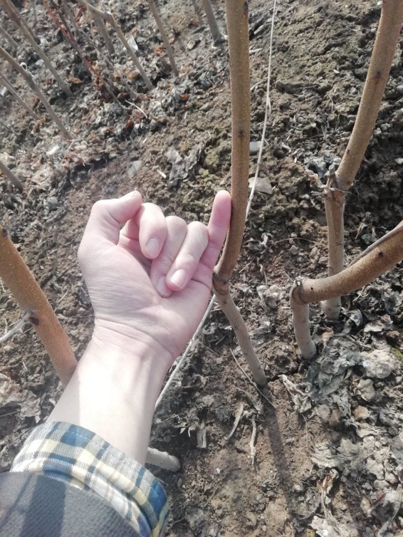 优质品种桃树苗，有早熟，中熟，晚熟系列，包品种，包成活