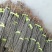 供应毛桃原生苗，占地用，1-3公分量大，质优价廉。