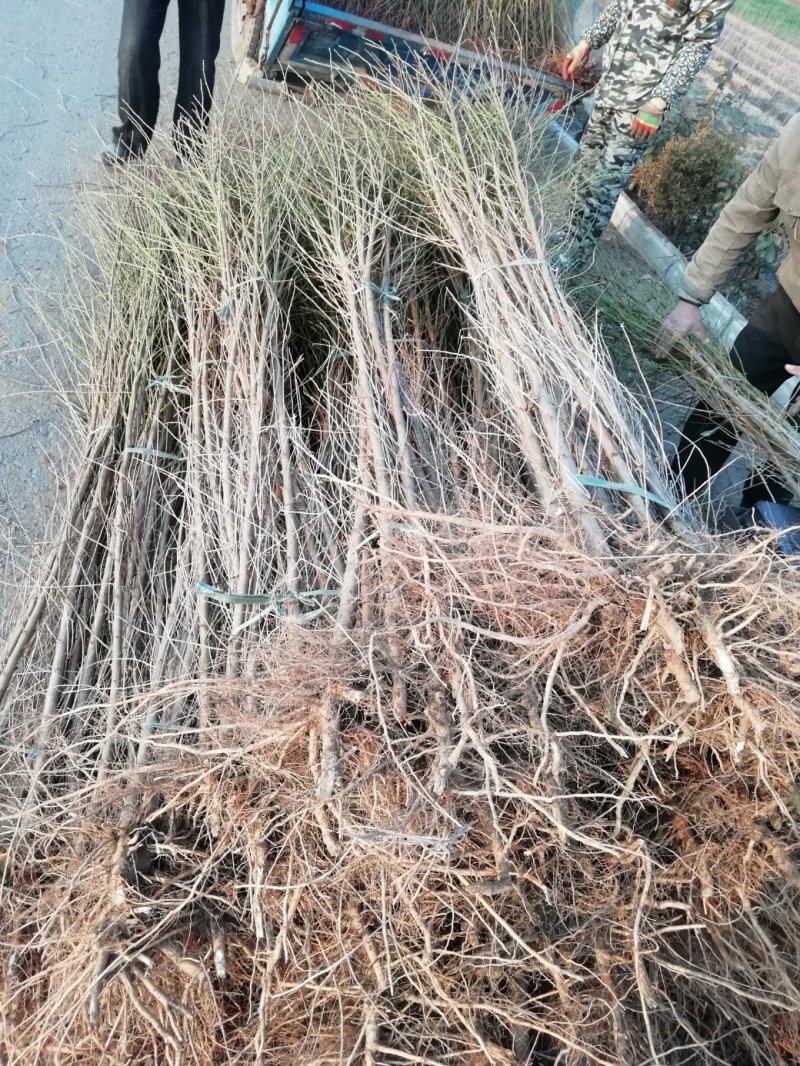 供应毛桃原生苗，占地用，1-3公分量大，质优价廉。
