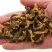 药用海螺，道地药材，质优价实，品质保证，药典标准一公斤起