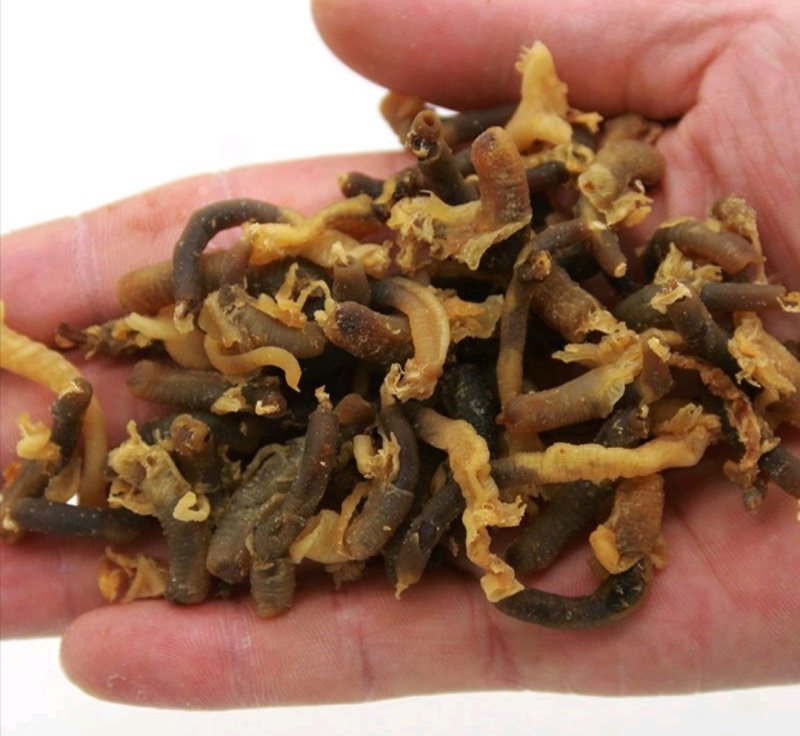 药用海螺，道地药材，质优价实，品质保证，药典标准一公斤起