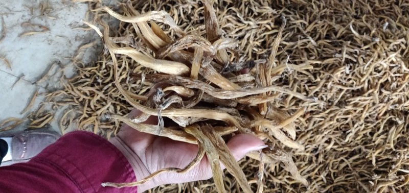 百部大量收购生货