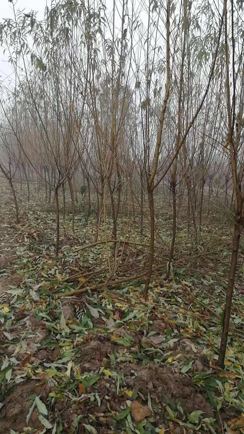 供应毛桃原生苗，占地用，1-3公分量大，质优价廉。